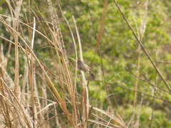 Sinosuthora alphonsiana