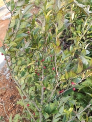 Ilex pubescens