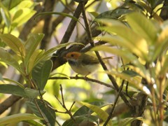 Abroscopus albogularis