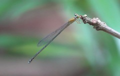 Pseudagrion microcephalum