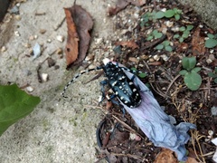 Anoplophora chinensis