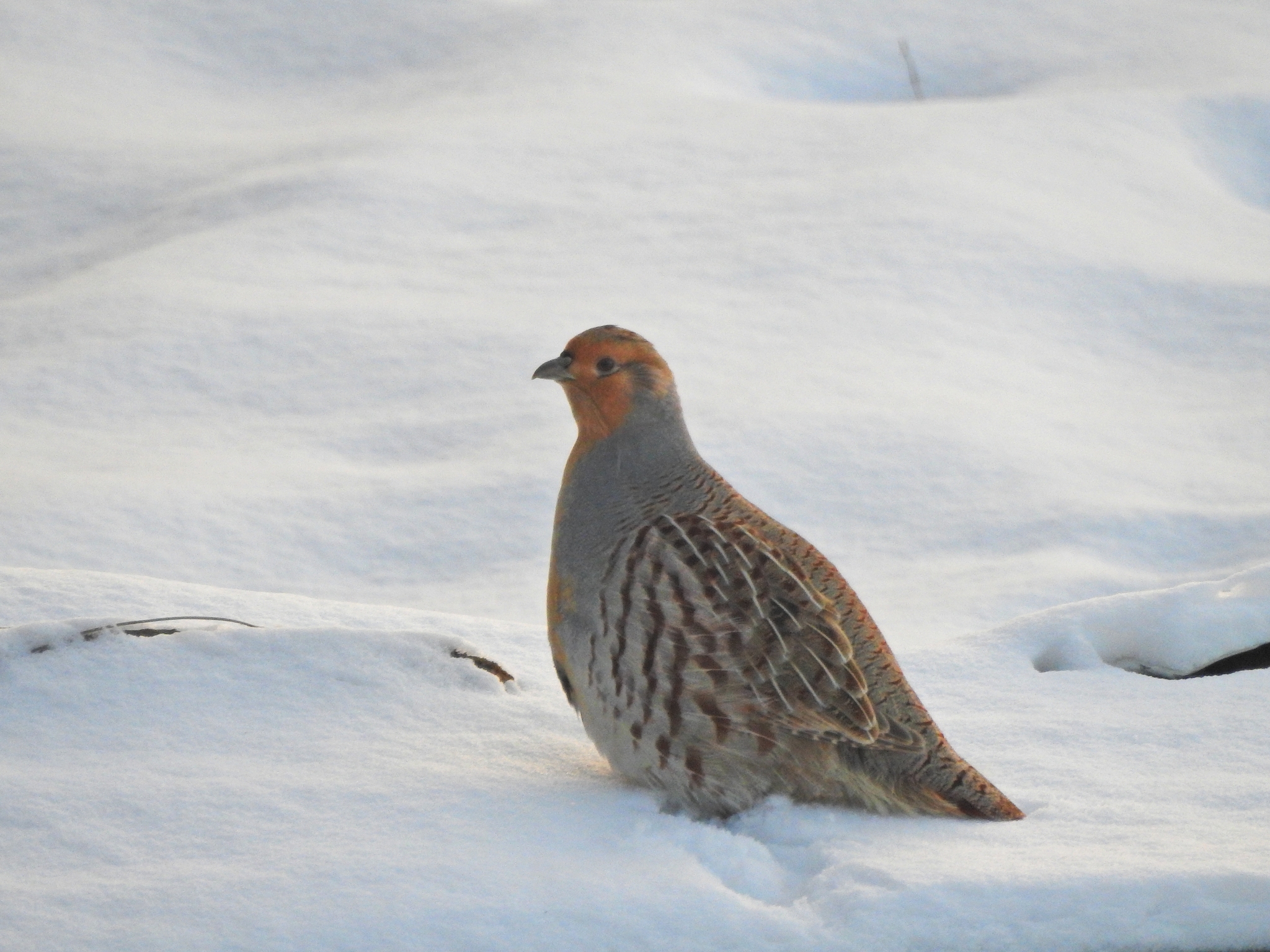 Daurian Partridge (Perdix dauurica)