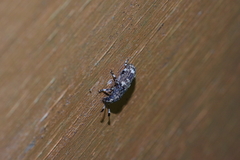 Eucorynus crassicornis