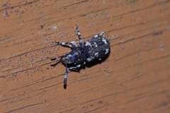 Eucorynus crassicornis
