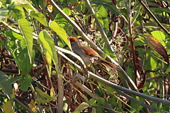 Synallaxis hypospodia