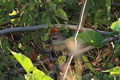 Synallaxis hypospodia