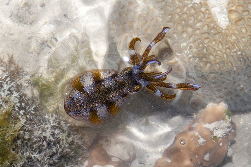 Bigfin Reef Squid