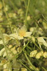 Clematis afoliata
