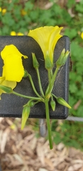 Oxalis pes-caprae