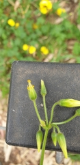 Oxalis pes-caprae