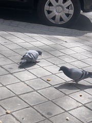 Columba livia domestica