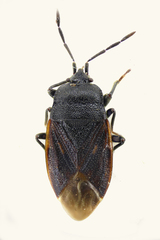Drymus ryeii