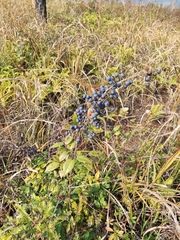 Vaccinium bracteatum