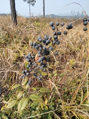 Vaccinium bracteatum