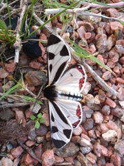 Dysschema centenaria