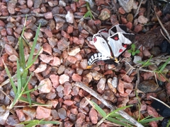 Dysschema centenaria