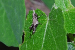 Traulia ornata okinawaensis