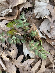 Geum laciniatum