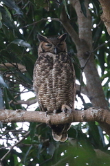 Bubo virginianus nacurutu