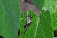 Traulia ornata okinawaensis