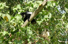 Colobus caudatus