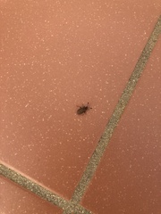 Strobilotoma typhaecornis