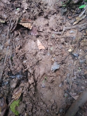 Tapirus terrestris