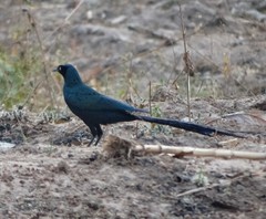 Lamprotornis caudatus