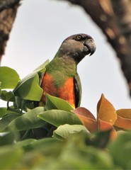 Poicephalus senegalus