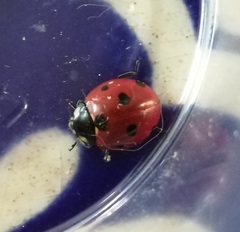 Coccinella septempunctata