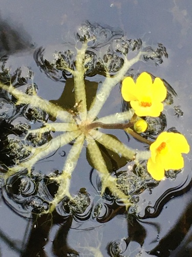 Utricularia radiata image