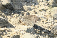 Ypthima asterope