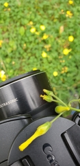 Oxalis pes-caprae