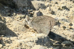 Ypthima asterope