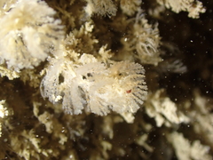 Bugulidae