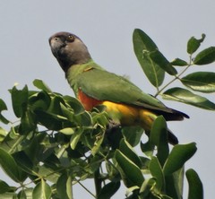 Poicephalus senegalus
