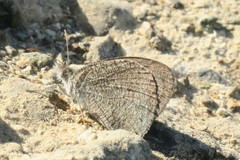 Ypthima asterope