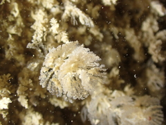 Bugulidae