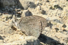 Ypthima asterope