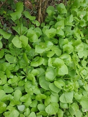 Claytonia perfoliata