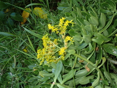Sedum praealtum