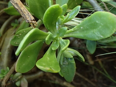 Sedum praealtum