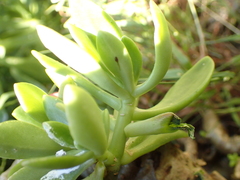 Sedum praealtum