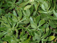 Sedum praealtum