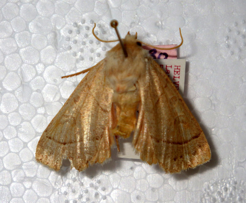 Pale Stigma
