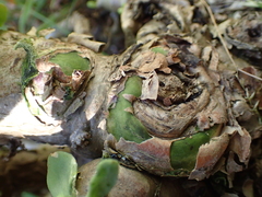 Sedum praealtum