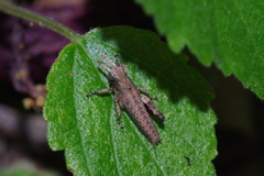 Traulia ornata okinawaensis