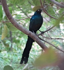 Lamprotornis caudatus