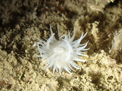 Actinothoe sphyrodeta