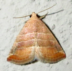 Eublemma baccalix